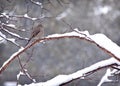 TownsendÃ¢â¬â¢s Solitaire Bird in Snow Royalty Free Stock Photo